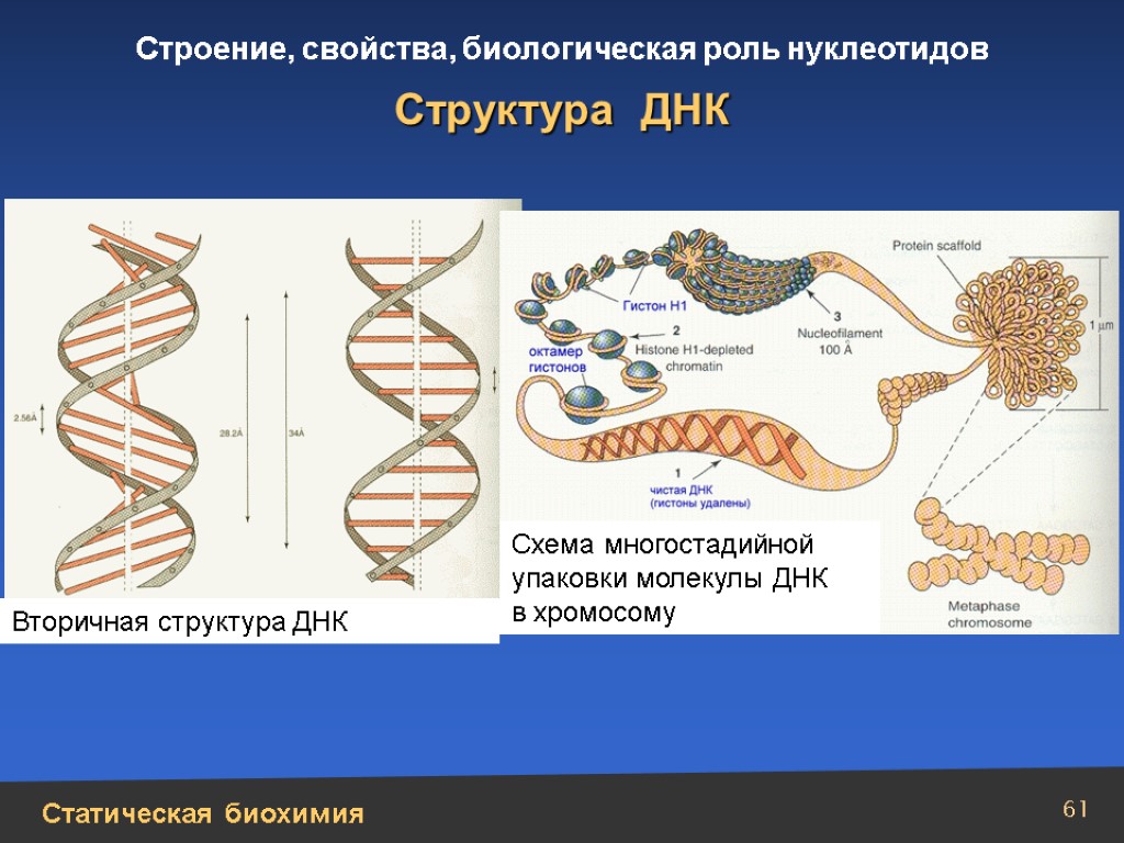 Днк структура молекулы схема